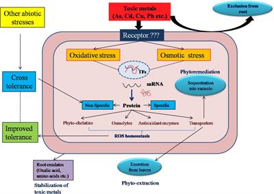 Coping With Metal Toxicity – Cues From Halophytes